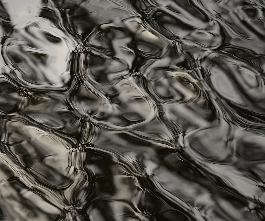 Abstract:  Surface of the lake at the state park stirred by a slight breeze by congaree