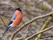 24th Feb 2018 - Bullfinch