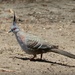  Crested Pigeon  by judithdeacon