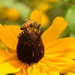 Bee by nickspicsnz