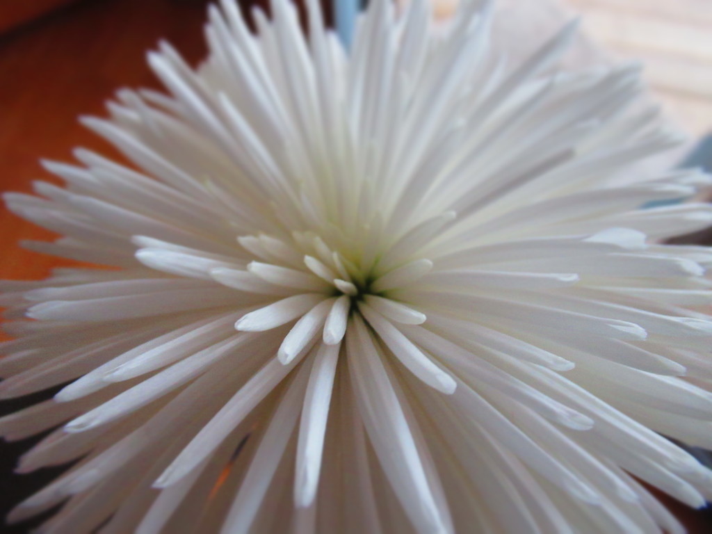 Chrysanthemum by bruni