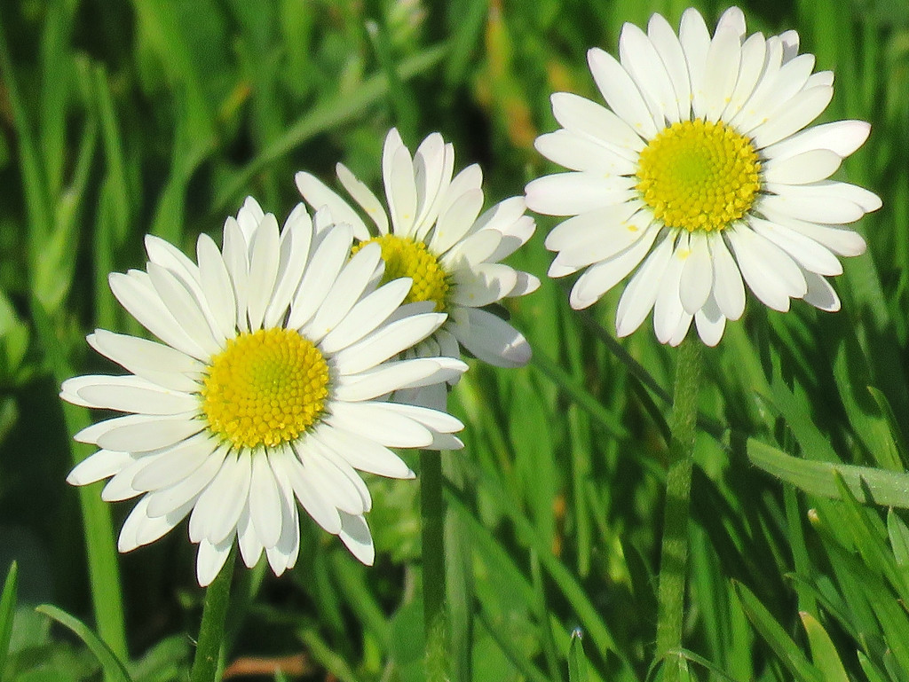 English Daisy Ground Cover by seattlite