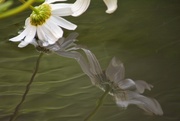 24th Feb 2018 - Dipping daisies.......