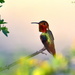 Allen's Hummingbird by mbrutus