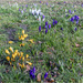 Wild Spring Crocuses  by pcoulson