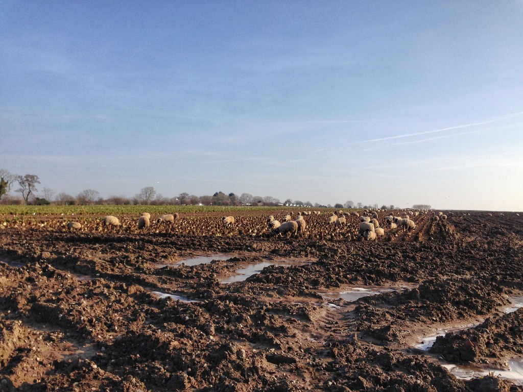 Sheep grazing sugar beet. by happypat