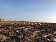 24th Feb 2018 - Sheep grazing sugar beet.