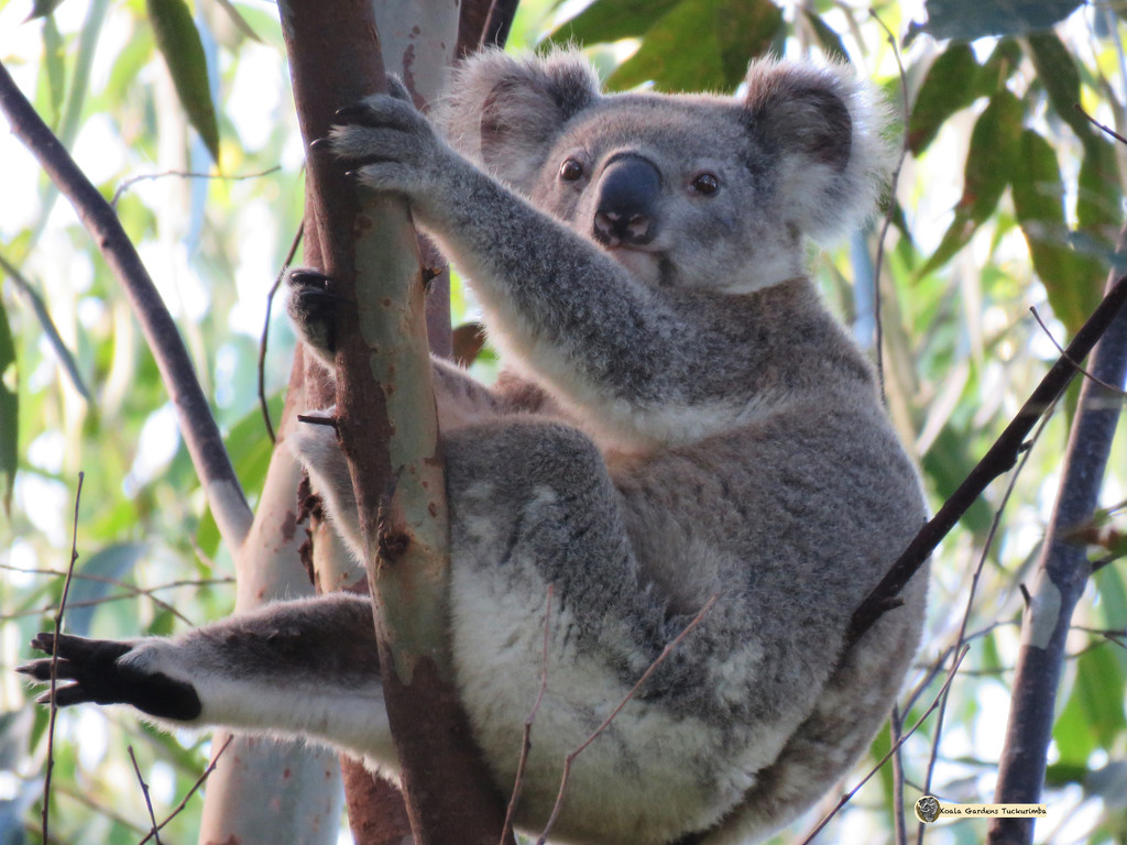 my happy place by koalagardens