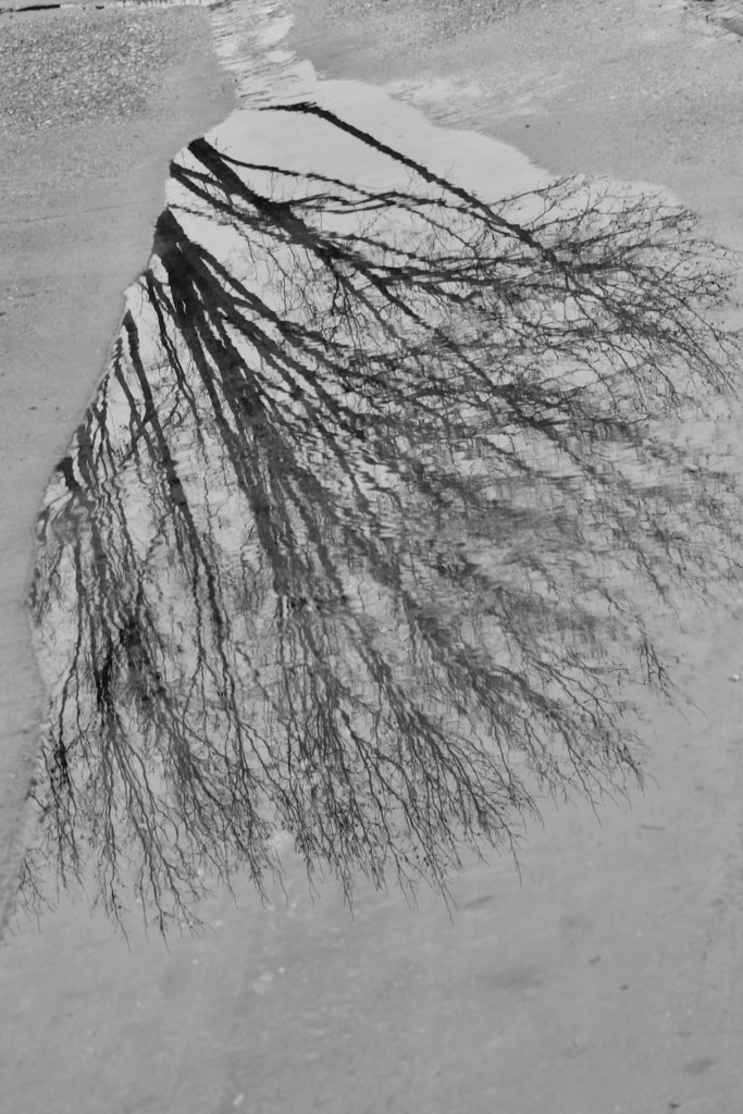 The neighbor’s tree reflected in a water puddle by louannwarren