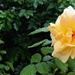 Yellow Rose & Bud ~ by happysnaps