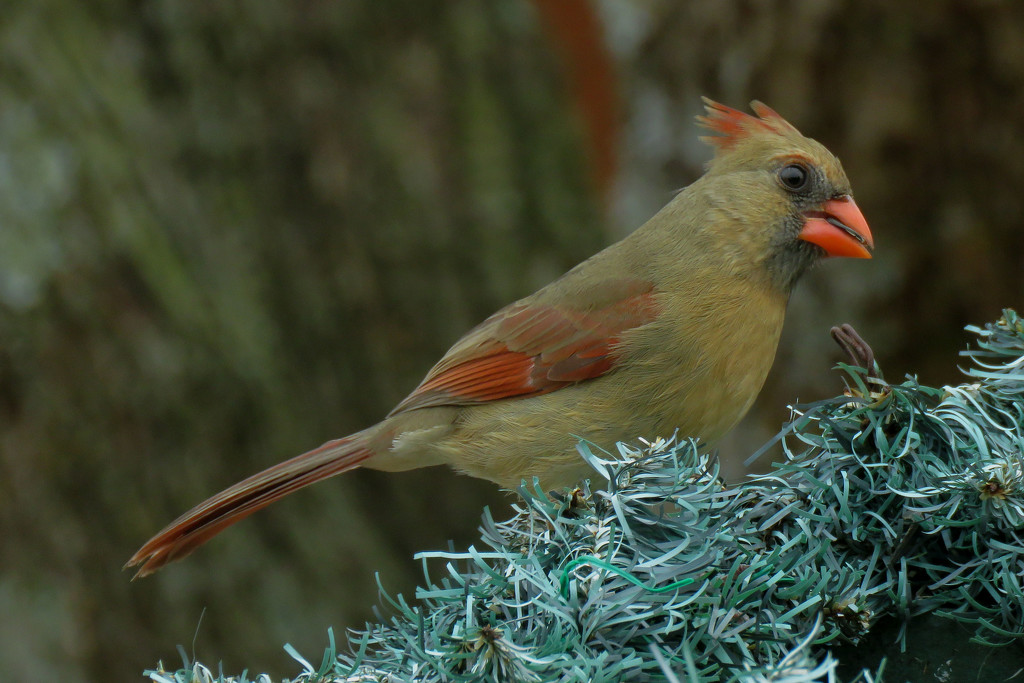 Another Hungry Lady by milaniet