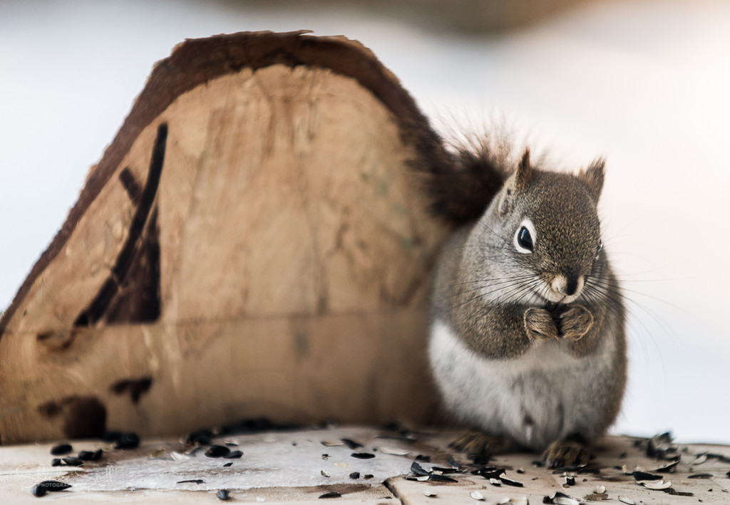Squirrel by bella_ss
