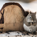 Squirrel by bella_ss