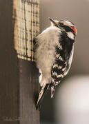 1st Feb 2018 - Woodpecker