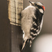 Woodpecker by bella_ss