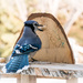 Blue Jay by bella_ss