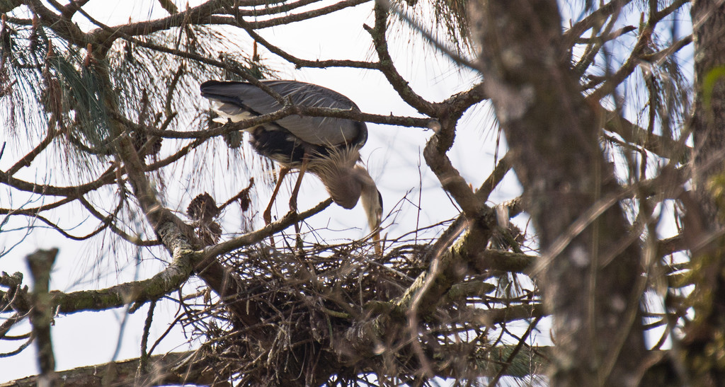 Blue Heron Checking the Nest by rickster549