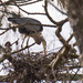 Blue Heron Checking the Nest by rickster549