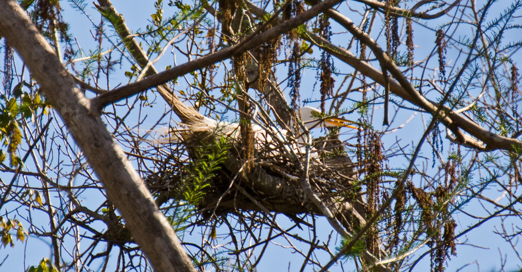 Egret on the Nest! by rickster549