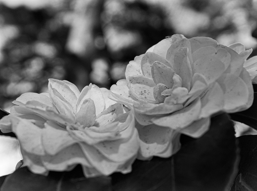Twin camellias by eudora