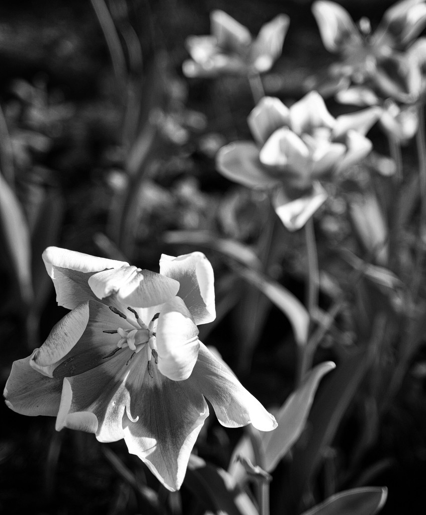 Tulips by eudora