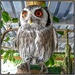 White faced Scops Owl..... by ludwigsdiana