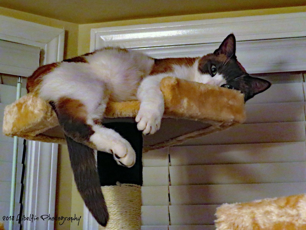 Benjy Loves his Cat Tree by kathyo