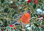 22nd Feb 2018 - Robins and Holly
