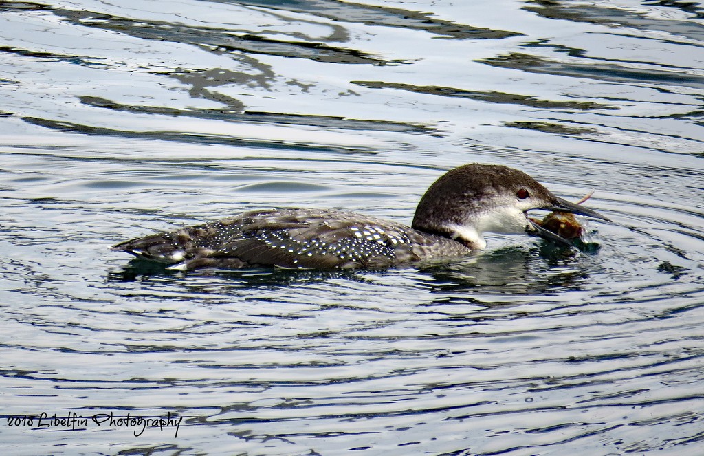 Pacific Loon having Dinner by kathyo