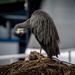 Grey Heron by yorkshirekiwi
