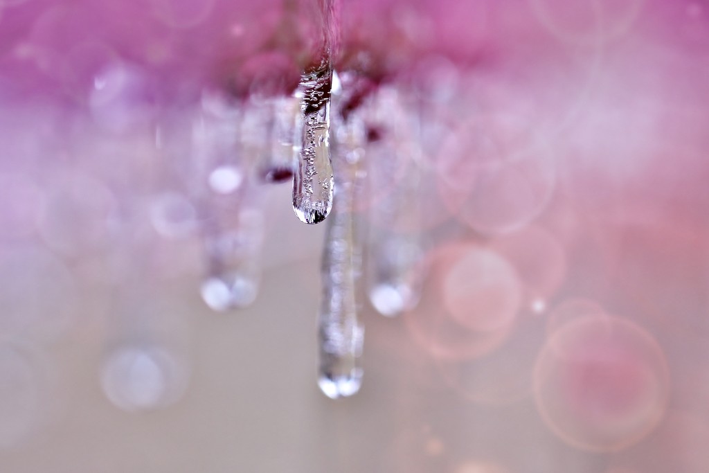 Ice-Cold Bokeh by lynnz