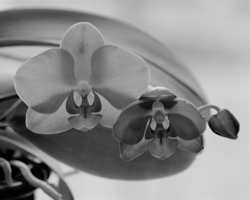 Orchid trio by daisymiller