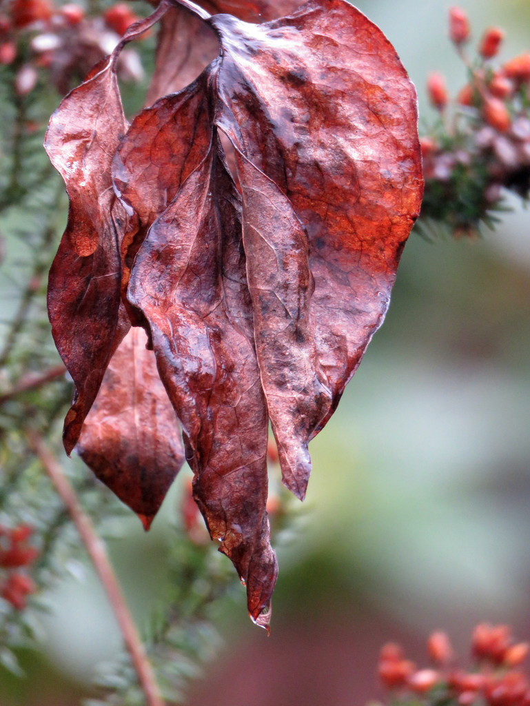 Winter Leaves by seattlite