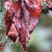 Winter Leaves by seattlite