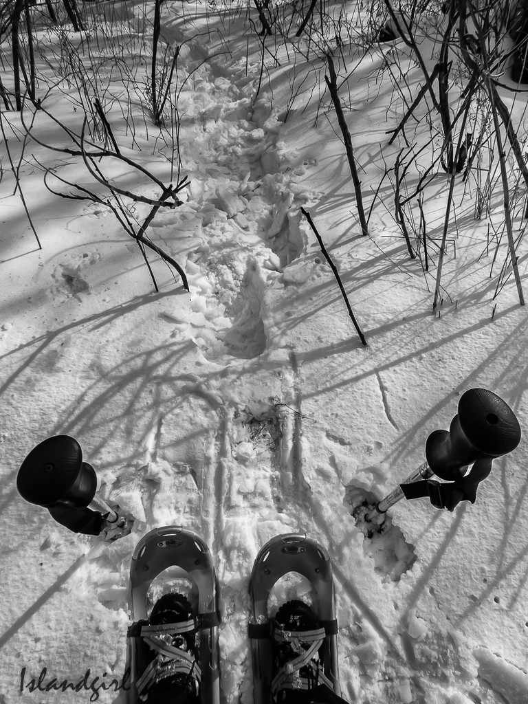 Snowshoeing  by radiogirl