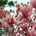 Tulip Magnolia in full bloom by homeschoolmom