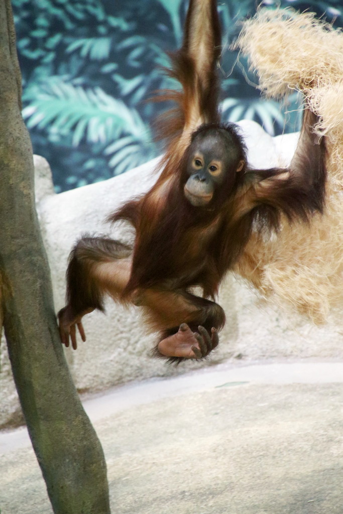 Orangutan by randy23