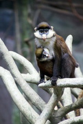 23rd Feb 2018 - Schmidts Red-Tailed Guenon