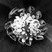 Heart of a Helleborus Orientalis by jacqbb