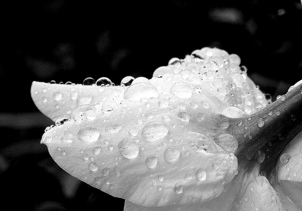 Raindrops on Daffodil by homeschoolmom