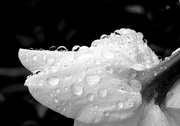 25th Feb 2018 - Raindrops on Daffodil