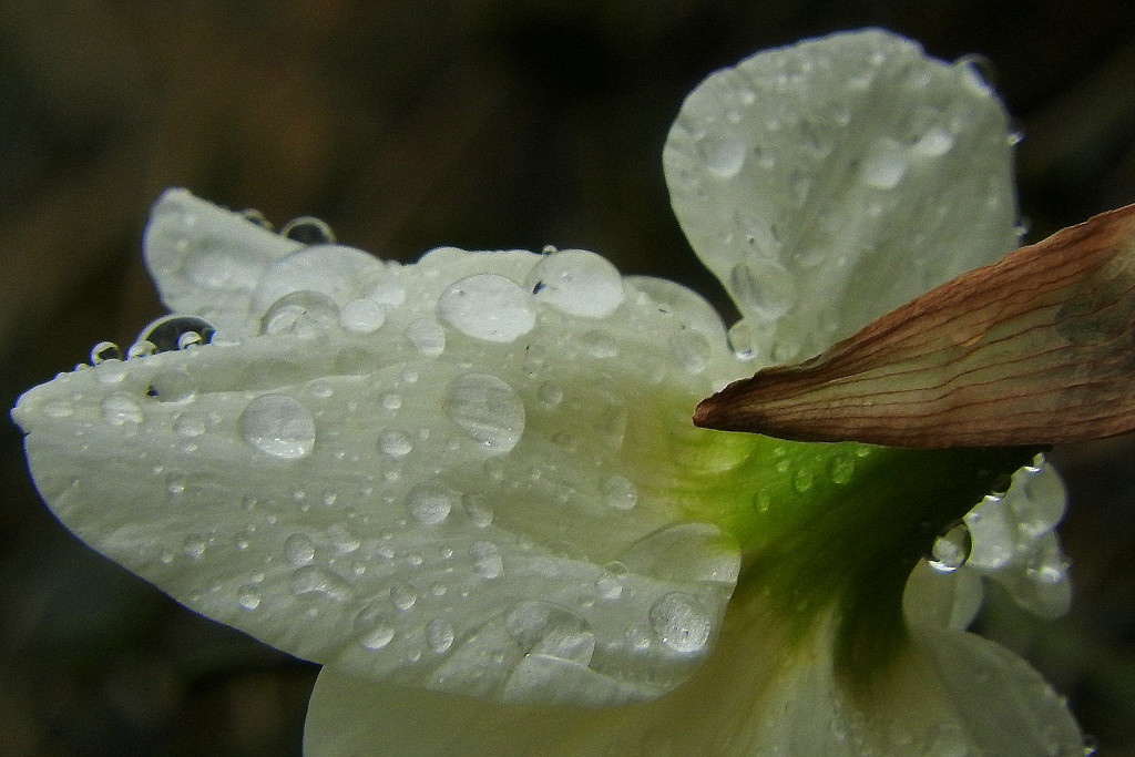 Daffodil raindrops by homeschoolmom