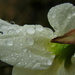 Daffodil raindrops by homeschoolmom