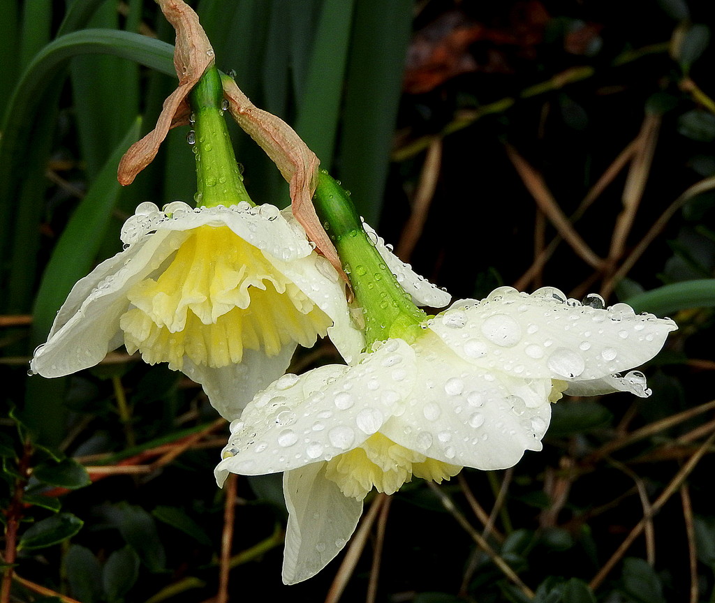 Rainy Daffodil by homeschoolmom