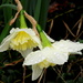 Rainy Daffodil by homeschoolmom