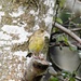 A Greenfinch NOT on a Birdfeeder by susiemc