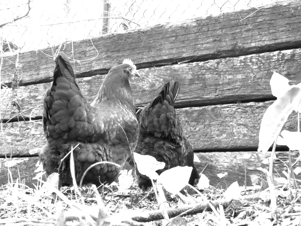 What's Up?  Chicken... by grammyn
