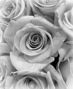 7th Feb 2018 - Black and White Rose
