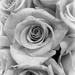 Black and White Rose by homeschoolmom