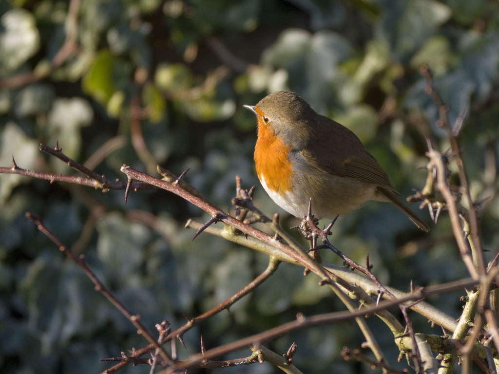 Robin Redbreast. by gamelee